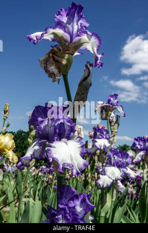 Blauweiße Iris 'Pomorze', Irises, hohe Bartlilie, wunderschöne Gartenblumen, mehrjährige Pflanze gegen blauen Himmel Stockfoto