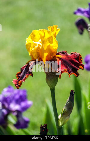 Orange Iris "Fiesta", Iris, Tall Bearded Iris, schöner Garten Blumen, mehrjährige Pflanze Stockfoto