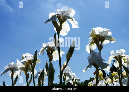 Weiße Iris „Arctic Snow“, Irisen, hohe Bärtige Iris, wunderschöne Gartenblumen, mehrjährige Pflanze, Blauer Himmel, der zu Himmelspflanzen aufblickt Stockfoto