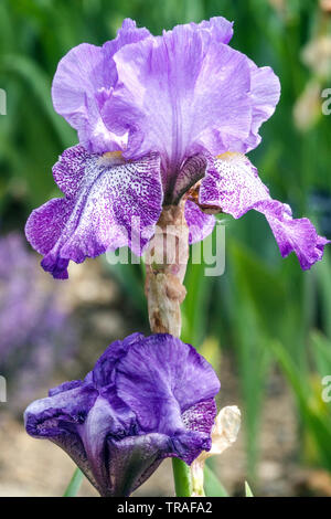 Iris' Lila Pfeffer", Iris, Tall Bearded Iris, schöner Garten Blumen, mehrjährige Pflanze Stockfoto