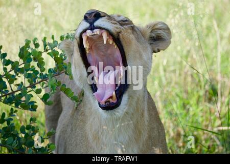 Löwin Nahaufnahmen in der savute Stockfoto