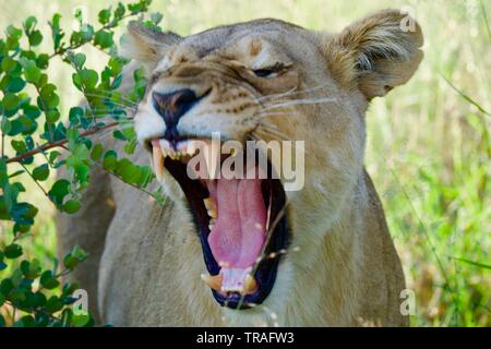 Löwin Nahaufnahmen in der savute Stockfoto