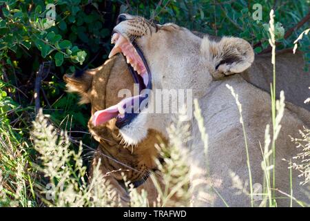 Löwin Nahaufnahmen in der savute Stockfoto