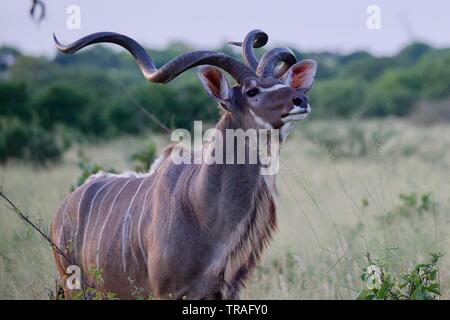 Herrliche kudu Stier in die savute Stockfoto