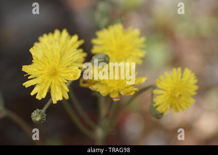 Crepis capillaris (Glatte Hawksbeard) Stockfoto