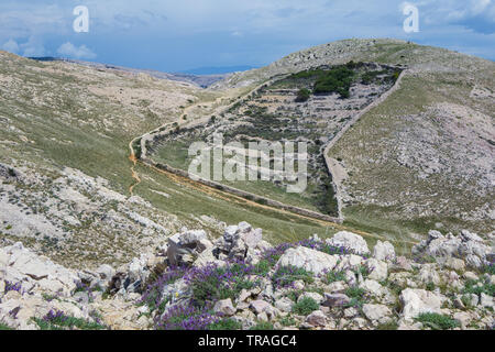 Trockene Steinmauern, felsige Hügel. Lavendelpflanzen auf Felsen. Baska Bay. Insel Krk. Kroatien. Stockfoto