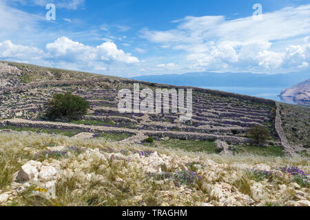 Trockenmauern, Hügel, die Bucht von Baska. Insel Krk. Kroatien. Stockfoto