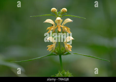 Gelbe Erzengel, Lamiastrum galeobdolon, Bedford Purlieus, Cambridgeshire Stockfoto