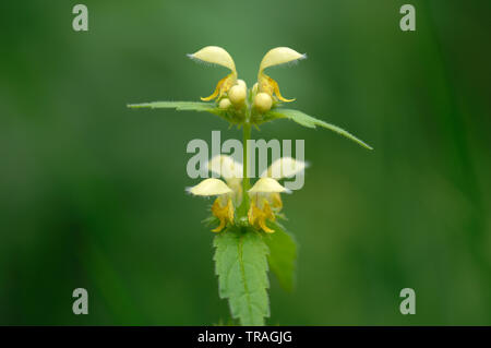 Gelbe Erzengel, Lamiastrum galeobdolon, Bedford Purlieus, Cambridgeshire Stockfoto