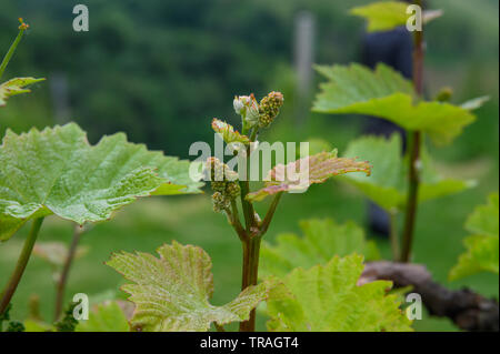 Blütenknospen von Zweigelt Reben an Kath., Steiermark, Österreich Stockfoto