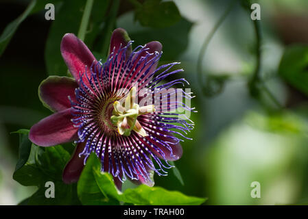 Passionsblume Passiflora Alata Stockfoto