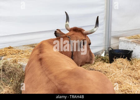 Eine wohlgenährte gesunde Kuh mit großen Hörnern liegt in einem modernen Scheune auf Heu Stockfoto