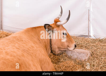 Eine wohlgenährte gesunde Kuh mit großen Hörnern liegt in einem modernen Scheune auf Heu Stockfoto