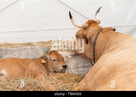 Eine wohlgenährte gesunde Kuh mit großen Hörnern liegt in einem modernen Scheune mit Schlaf Kalb. Das Konzept der mütterlichen Liebe und Kinderbetreuung Stockfoto