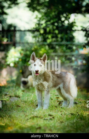 Süße blaue Augen Siberian Husky Welpen spielen und um das Suchen Stockfoto