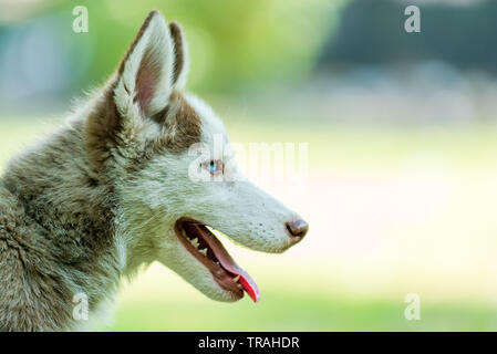 Schöne blaue Augen Siberian Husky Welpen suchen Frauen rechte Seite mit der Zunge hängen in isolierten Hintergrund Stockfoto