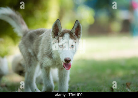 Süße blaue Augen Siberian Husky Welpen Siberian Husky Welpen freuen sich nähern Stockfoto