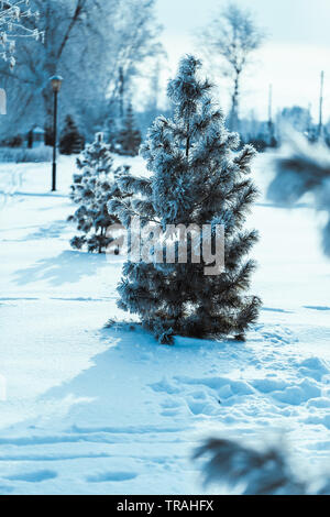 Wenig auf dem Hintergrund der Winter Fichtenwald. Stockfoto