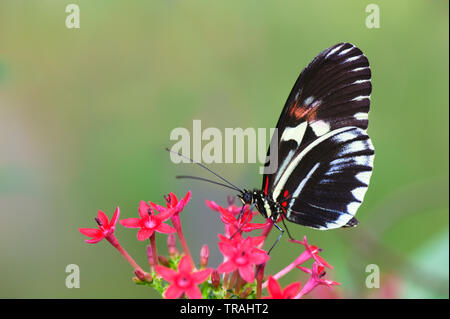 Heliconius Schmetterling (Heliconius sp.) Fütterung auf Stern Blume (pentas Integrifolia). Stockfoto