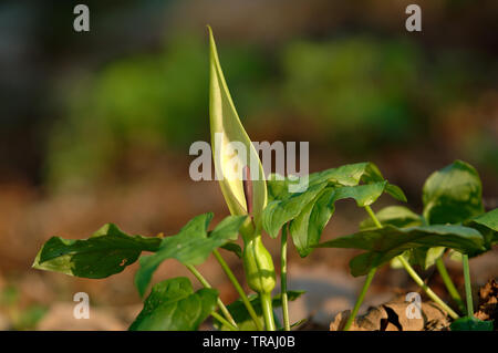 Kuckuck Pint Arum maculatum (ansonsten wie Lords und Ladies, die Priester Drehbolzenarme, Robin, Starchwort, Rampe und Kälber Fuß), Wasser Newton bekannt, Banken o Stockfoto