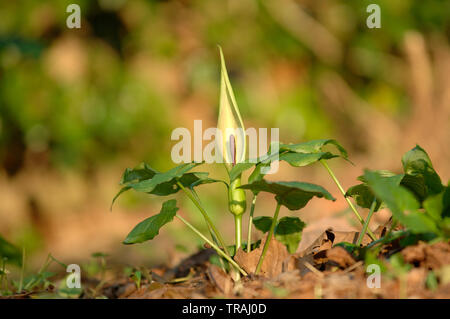 Kuckuck Pint Arum maculatum (ansonsten wie Lords und Ladies, die Priester Drehbolzenarme, Robin, Starchwort, Rampe und Kälber Fuß), Wasser Newton bekannt, Banken o Stockfoto