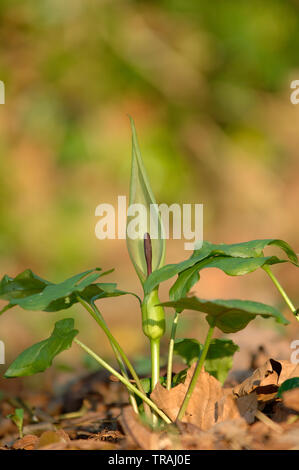 Kuckuck Pint Arum maculatum (ansonsten wie Lords und Ladies, die Priester Drehbolzenarme, Robin, Starchwort, Rampe und Kälber Fuß), Wasser Newton bekannt, Banken o Stockfoto