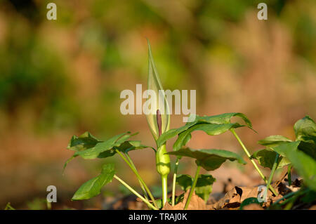 Kuckuck Pint Arum maculatum (ansonsten wie Lords und Ladies, die Priester Drehbolzenarme, Robin, Starchwort, Rampe und Kälber Fuß), Wasser Newton bekannt, Banken o Stockfoto