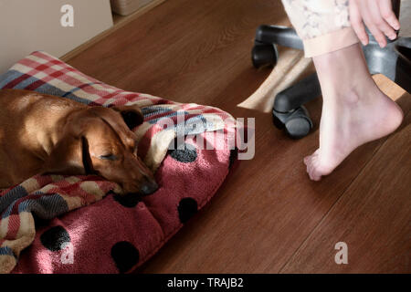 Dackel legt auf dem Boden im Zimmer Beleuchtung durch die Strahlen der Sonne Stockfoto