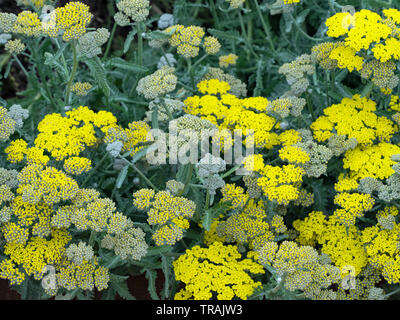 Achillea 'Moonshine' Schafgarbe Stockfoto