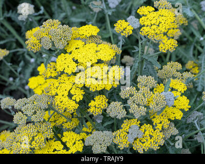 Achillea 'Moonshine' Schafgarbe Stockfoto