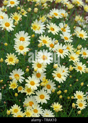 Salvia officinalis 'Icterina' Golden bunte Salbei Stockfoto