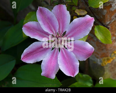 Clematis 'Nelly Moser' Norfolk UK Stockfoto