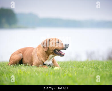 Eine rot-weiße gemischte Rasse Hund im Gras liegen neben einem See Stockfoto