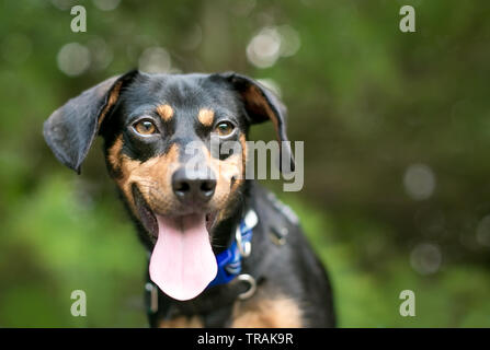 Eine schwarze und rote Dackel Mischling Hund mit seiner Zunge heraus, keuchend und einen glücklichen Ausdruck Stockfoto