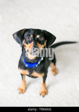 Ein roter und schwarzer Dackel Mischling Hund sitzen und sah in die Kamera Stockfoto