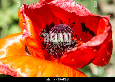 Orientalischer Mohn, Rot Papaver orientale, orientalischen Mohn Nahaufnahme Blume Stockfoto
