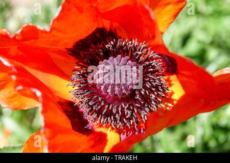 Orientalischer Mohn, Rot Papaver orientale, orientalischen Mohn Nahaufnahme Blume Stockfoto