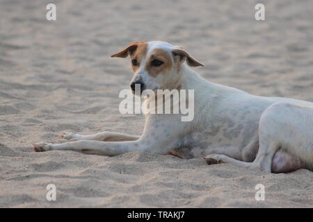 Hund am Strand in Palolem, Goa, Indien Stockfoto