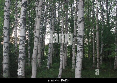 Birken im Sommer Wald in Finnland Stockfoto