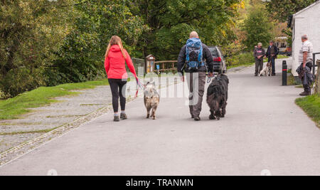 Hund Spaziergänger im Buttermere Dorf im Nationalpark Lake District, Cumbria, England, Großbritannien Stockfoto