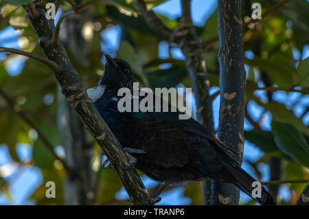 Tui in Magnolie Stockfoto