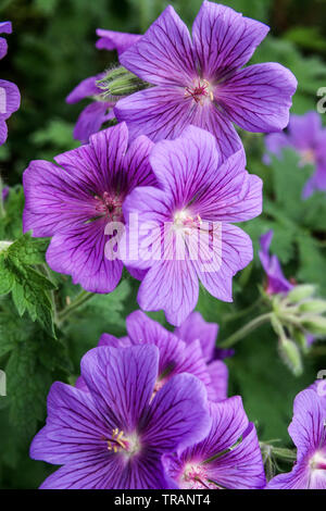 Lila cranesbill' Geranium magnificum 'Rosemoor' Stockfoto