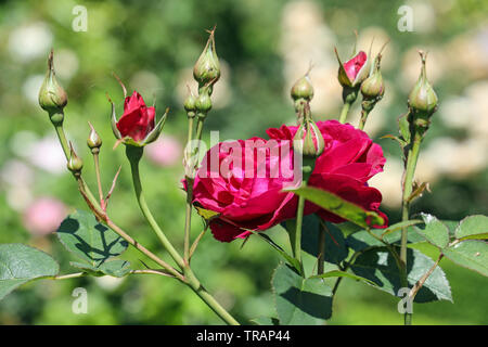 Crimson Red Rose im Rosengarten am Mount Edgcumbe Park Cornwall Sommer 2019 Stockfoto