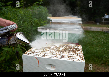 Ein Imker raucht das Hive die Honigbienen vor dem Testen der Gesundheit der Kolonie zu beruhigen. Urban beeking hat viel populärer geworden in den letzten Jahren. Stockfoto