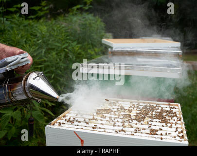 Ein Imker raucht das Hive die Honigbienen vor dem Testen der Gesundheit der Kolonie zu beruhigen. Urban beeking hat viel populärer geworden in den letzten Jahren. Stockfoto