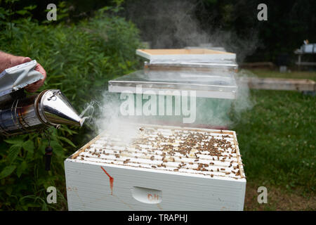 Ein Imker raucht das Hive die Honigbienen vor dem Testen der Gesundheit der Kolonie zu beruhigen. Urban beeking hat viel populärer geworden in den letzten Jahren. Stockfoto