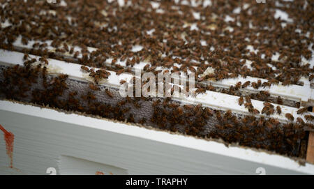 Bienen auf einen Rahmen. Das Rauchen der Hive beruhigt die Bienen, so dass ihrem Bienenstock untersucht werden, die Städtische beeking hat viel populärer geworden in den letzten Jahren.