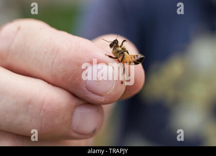 Ein Imker hält einen einzelnen Arbeitnehmer Biene (honigbiene), die während einer Inspektion eines Bienenstocks. Urban beeking hat viel populärer geworden in den letzten Jahren. Stockfoto