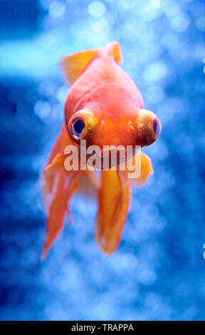 Goldfisch in blauem Wasser und Luftblasen hinter Stockfoto