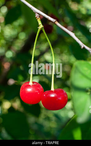 Zwei saftige rote Kirschen hängen an der Zweigstelle. Die Sonne scheint auf ihrer Oberfläche. Stockfoto